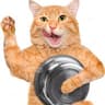 Hungry Kitty